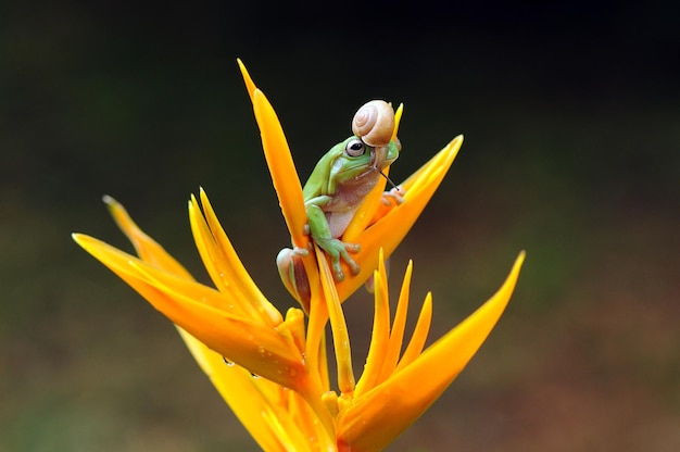 Frosch mit Schnecke auf Blatt