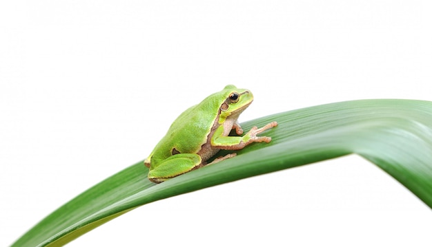 Frosch sitzt auf einem Blatt