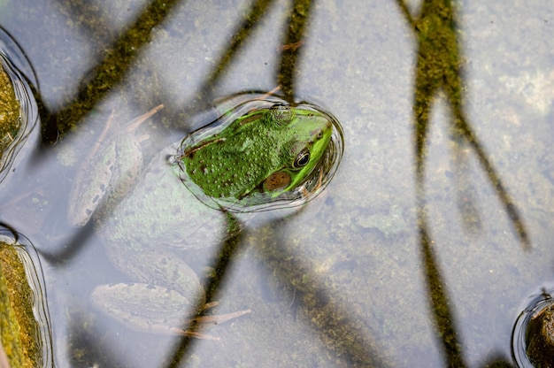 Frosch sitzt mit dem Kopf direkt über dem Wasser in einem Teich