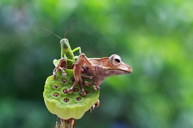 Frosch und Heuschrecke sitzen auf grüner Knospe Indonesischer Laubfrosch Polypedates otilophus