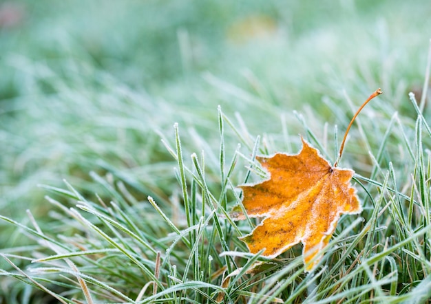 Frost auf dem Blatt und Gras