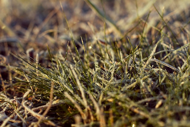Frost auf dem Gras im Feld