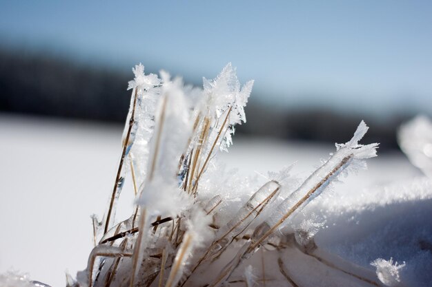 Frost auf dem Gras