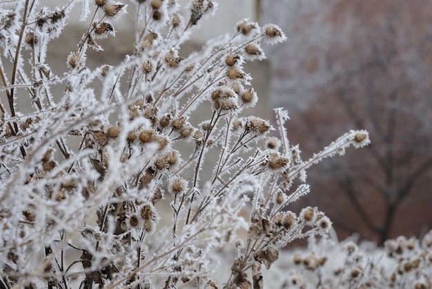 Frost auf den Ästen eines Baumes