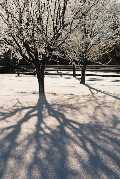 Frost auf den Bäumen