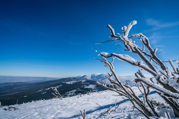 Frost auf den Ästen