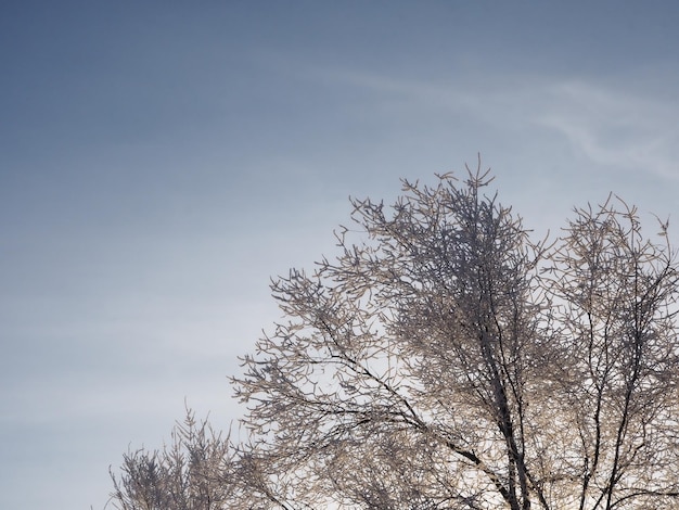 Frost auf den Zweigen der Bäume gegen den blauen Himmel