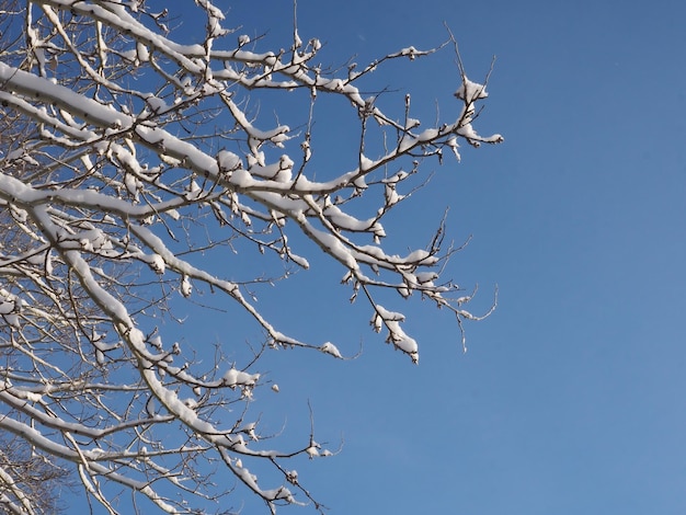 Frost auf den Zweigen der Bäume gegen den blauen Himmel