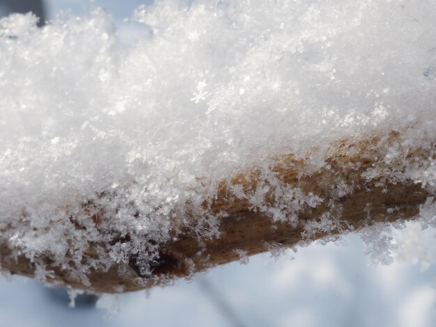 Frost auf den Zweigen der Bäume