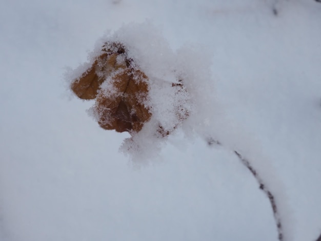 Frost auf einer trockenen Blume