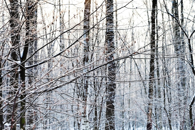 Frost auf Eschenzweigen