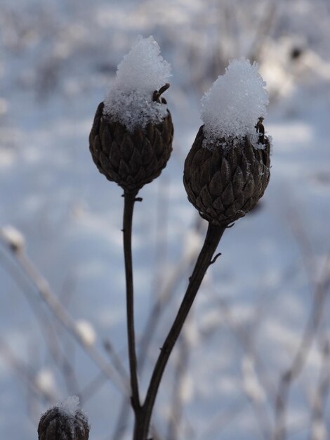 Frost auf Pflanzen in einer schneebedeckten Wiese