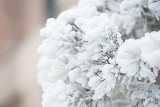 Frost auf Tannenbaum. Schneebedeckte Niederlassung auf natürlichem Hintergrund. Weihnachten und Neujahr. Winternaturkonzept. Weihnachtsgrüße und Feiertagsfeier.