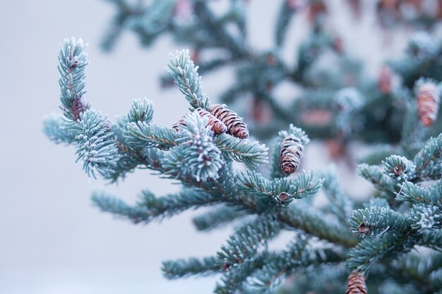 Frost auf Tannenbeulen und Ästen. Herbst- oder Winterzeit