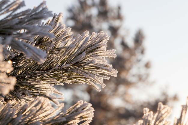 Frost auf Tannennadeln nach einem Nachtfrost, Nahaufnahmefoto