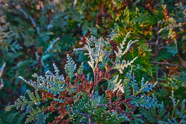 Frost auf Thuja-Zweigen