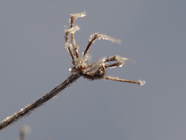 Frost auf trockenen Pflanzen