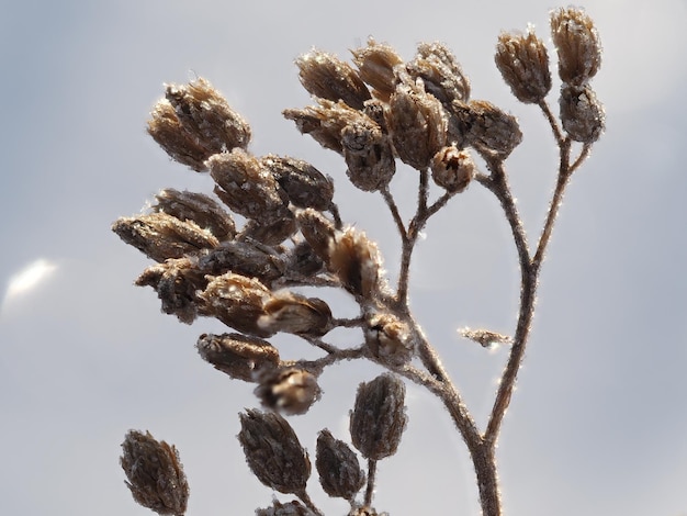 Frost auf trockenen Pflanzen