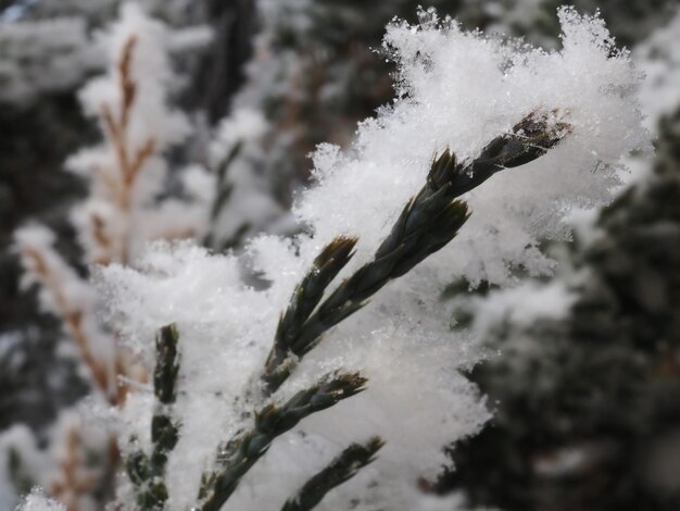 Frost auf Wacholder