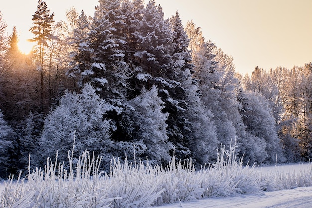 Foto frost bedeckte bäume im mischwald die wintersonne scheint durch die spitze ihrer köpfe