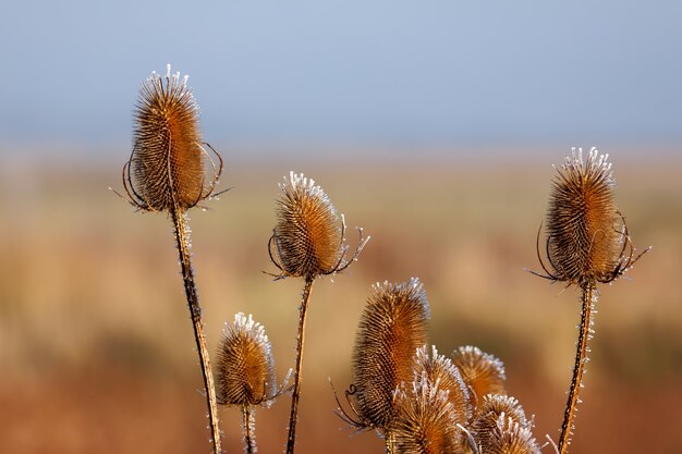 Frost Tipped Teasels (Dipsacus)