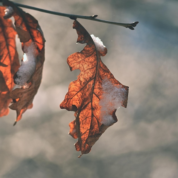 Frost und Schnee auf Ästen Schöner saisonaler Winterhintergrund Schöne Natur