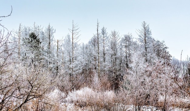 Frostbedeckte Bäume im Winterwald. Winterlandschaft_