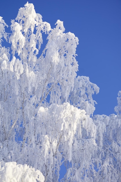 Frostbedeckte Birkenzweige an einem klaren, frostigen, sonnigen Tag