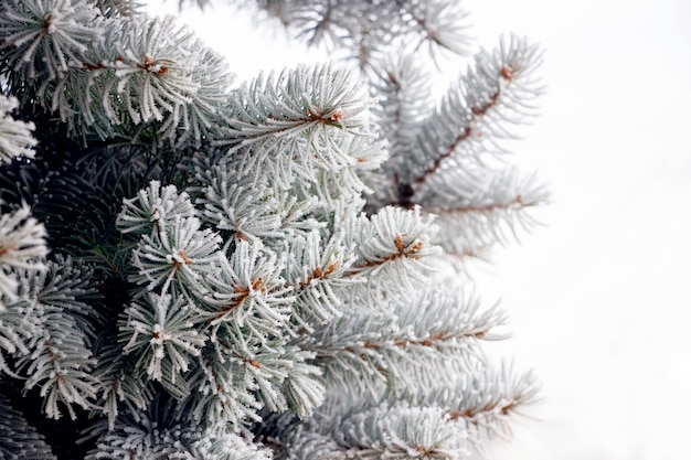 Frostbedeckte Fichtenzweige. Winter, Weihnachtshintergrund