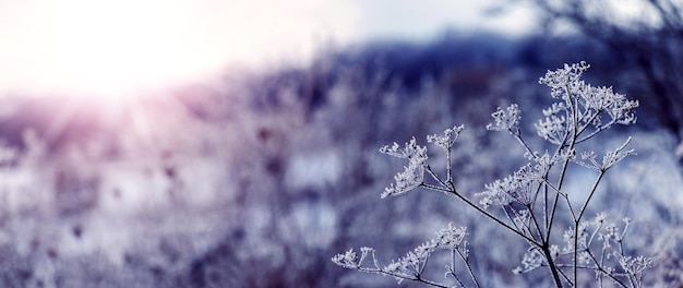 Frostbedeckte Pflanzen am Waldrand an einem frostigen Wintermorgen