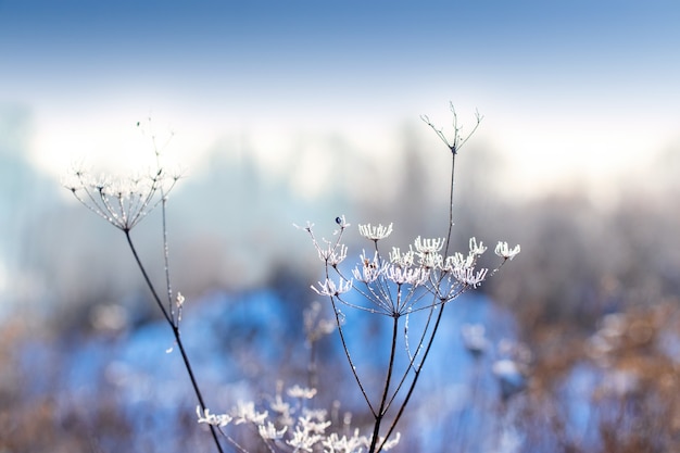 Foto frostbedeckte stängel getrockneter pflanzen auf der wiese im winter auf unscharfem hintergrund, winterhintergrund