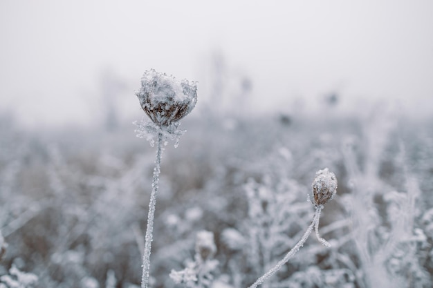 Frostbedeckte Stängel getrockneter Pflanzen auf der Winterwiese mit unscharfem Hintergrund, Winterhintergrund. Weihnachts- oder Neujahrswinterkonzept.