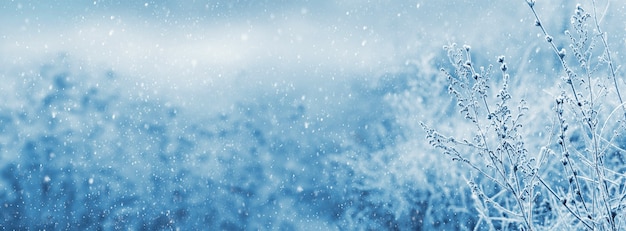 Frostbedeckte Stängel trockener Pflanzen auf unscharfem Hintergrund während eines Schneefalls. Weihnachten und Neujahr Hintergrund
