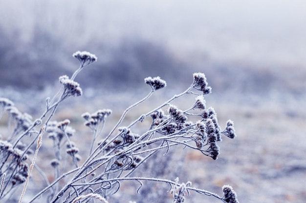 Frostbedeckte trockene Pflanzen, die sich im Winter auf einem verschwommenen Hintergrund auf den Boden lehnen