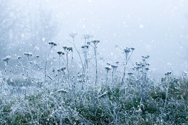 Frostbedeckte Trockenpflanzen und grünes Gras während eines Schneesturms. Weihnachten und Neujahr Hintergrund