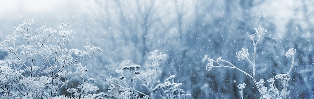 Frostbedeckte Zweige verwelkter Pflanzen auf einem Hintergrund von Bäumen im Winter bei starkem Schneefall, Winteransicht, Weihnachtshintergrund