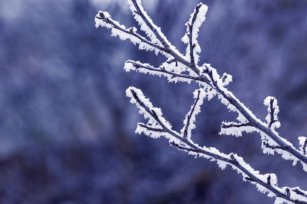 Frostbedeckter Ast im Winter auf dunklem Hintergrund