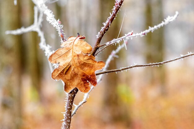 Frostbedeckter Ast mit Eichenlaub im Wald