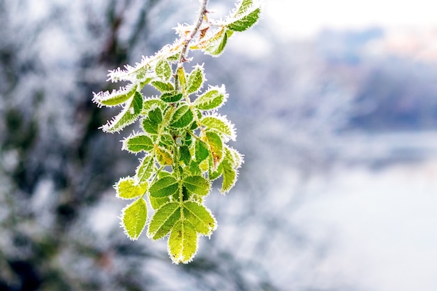 Frostbedeckter Hagebuttenzweig mit grünen Blättern am Fluss