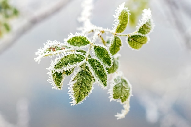 Frostbedeckter Hagebuttenzweig mit grünen Blättern