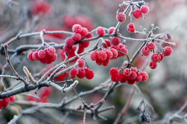Frostbedeckter Viburnumbusch mit roten Beeren, Winteransicht