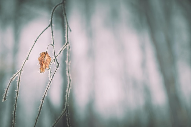 Frostbedecktes gelbes Blatt auf dem Baum im Winterwald