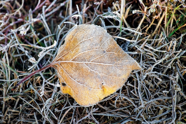 Frostbedecktes gelbes trockenes Blatt auf gefrorenem Gras