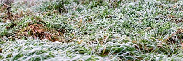 Frostbedecktes grünes Gras im frühen Winter, Winterhintergrund, Panorama