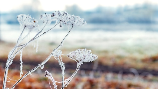 Frostbedecktes trockenes Gras auf einem unscharfen Hintergrund