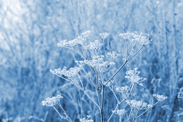 Frostgetrocknete Pflanzen im Winter auf unscharfem Hintergrund, Winteransicht