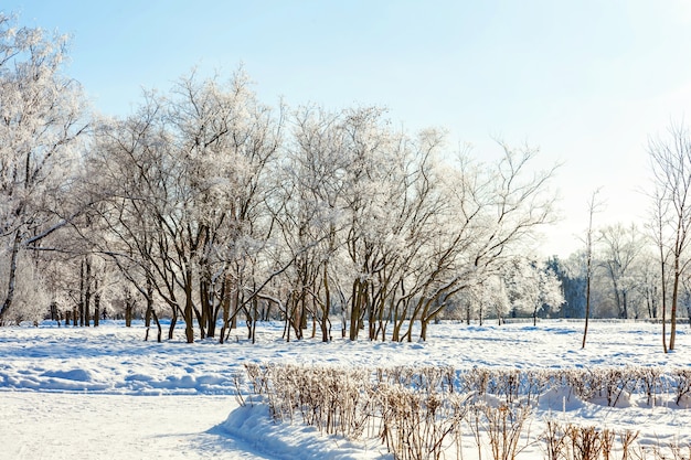 Frostige Bäume im verschneiten Wald, kaltes Wetter am sonnigen Morgen im Winterpark