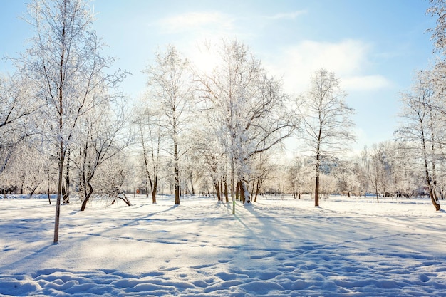 Frostige Bäume im verschneiten Wald kaltes Wetter am sonnigen Morgen Ruhige Winternatur im Sonnenlicht Inspirierender natürlicher Wintergarten oder Park Ruhiger kühler Ökologie-Naturlandschaftshintergrund