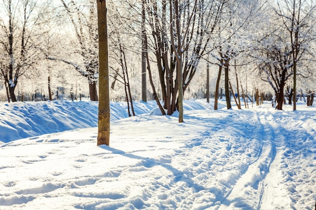 Frostige Bäume im verschneiten Wald kaltes Wetter am sonnigen Morgen