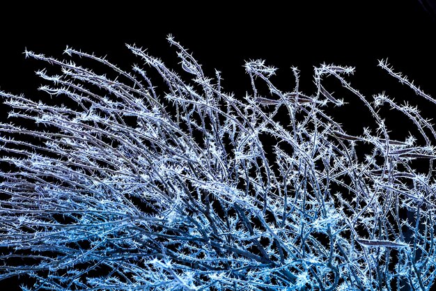 Frostige Baumzweige auf schwarzem Hintergrund in naher Nähe